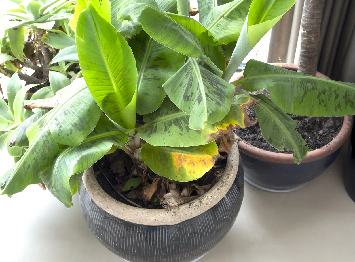 Truly Tiny Banana Plant